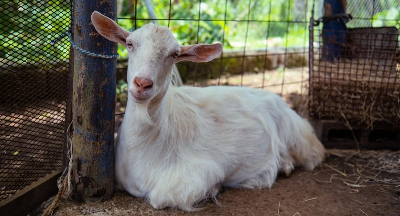 Support The Farm Sanctuary